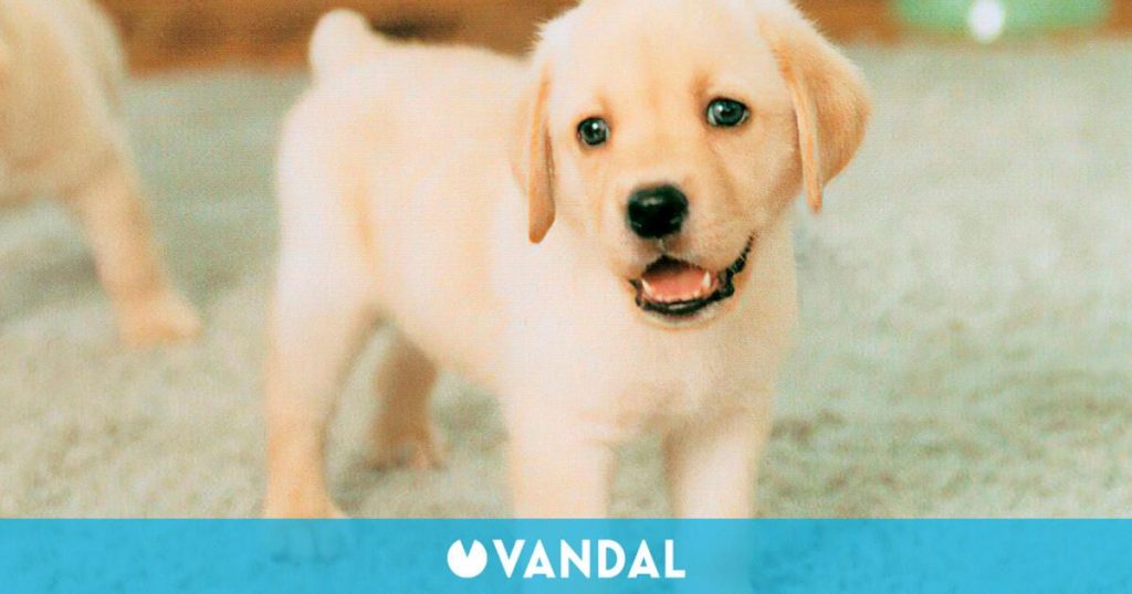 El videojuego que marcó el inicio de una nueva Nintendo: 20 primaveras de Nintendogs