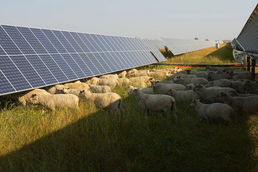 Durante abriles hemos creído que los paneles solares eran un problema para nuestros campos, un estudio con 1.700 ovejas propio de un grupo de organización dice lo contrario